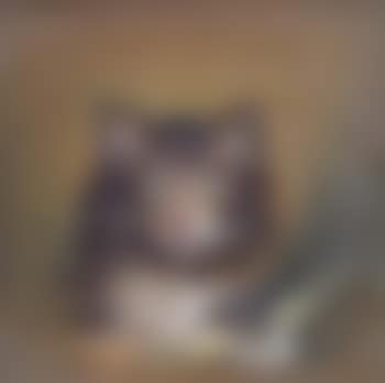 Portrait of a kitten (preview)