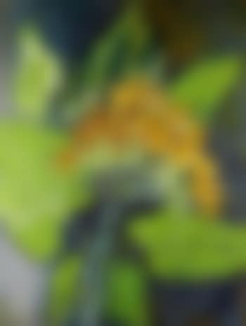Sunflower (preview)