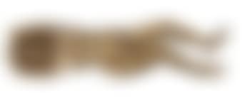 Nude Study (Betty Peters) (preview)