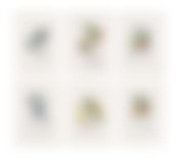 Ten plates, from: FlorDali (Les Fruits) (M & L 344, 346-7, 349-355) (preview)