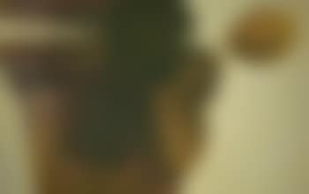 Untitled (preview)