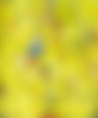 Composition in yellow (preview)