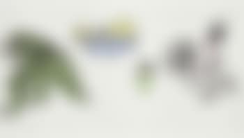 I Am the Beautiful White Bird (preview)