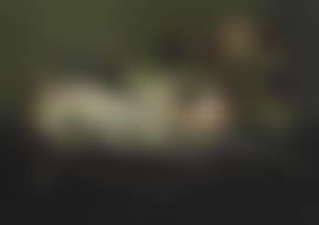 Barbane (preview)