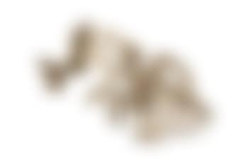 Moon Dog (preview)