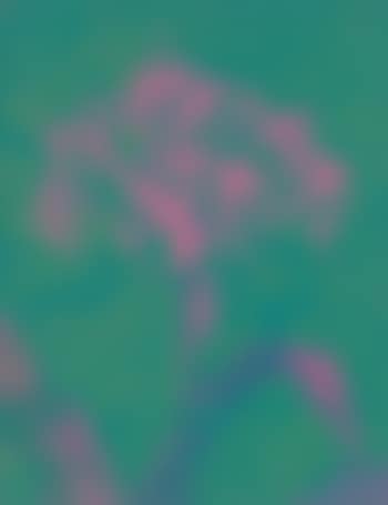 Orchideen (preview)