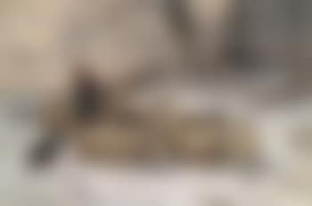 Sheep Returning Home (preview)