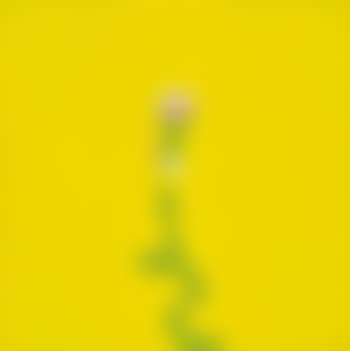 Stew (Yellow) (preview)