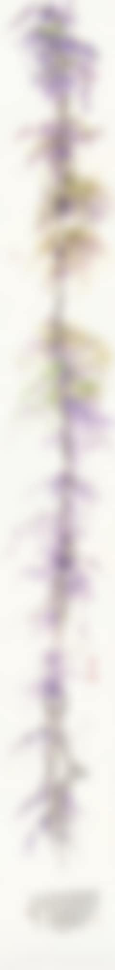 Wisteria (preview)