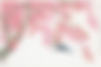 Swallows By Spring Blossoms (preview)