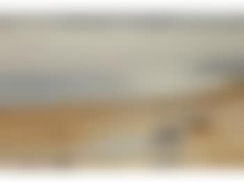 Oyster catchers (preview)