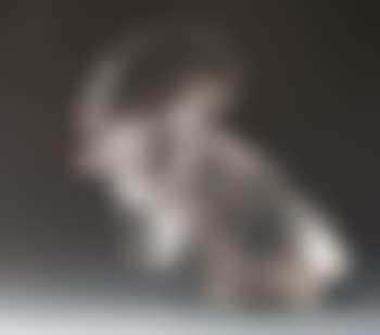 Tete de coq (preview)