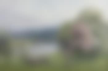 Sheep and their lambs in a springtime landscape (preview)