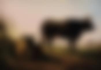 Paesaggio con bestiame (preview)