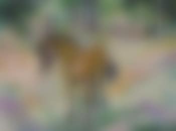 Hest i landskap (preview)