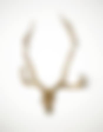 Caribou Skull (preview)