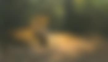 Im Versteck (The Lions' Den) (preview)