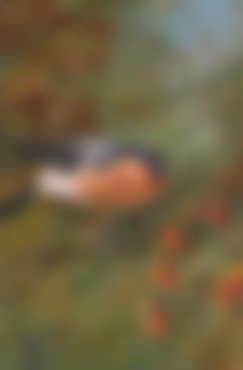 Bullfinch; Blackbird (preview)