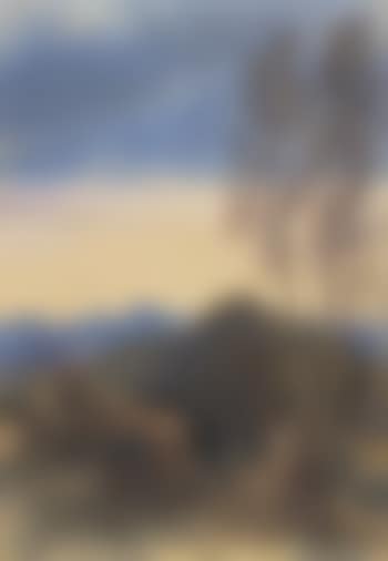 Oxen ploughing at sunset (preview)