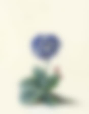 A Blue Auricula (Auricula Fille Amoureuse) (preview)