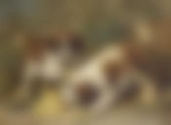 Two Saint-Bernard puppies playing with a hat (preview)