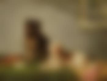 Two Dogs Next To a Violin And  Music Score (preview)