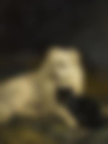 De Verdraagzaamheid (preview)