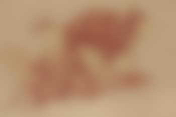 Study of resting camels (preview)