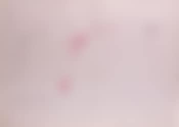Rose écrite (preview)