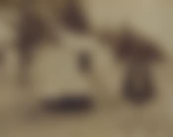 Zonier (preview)