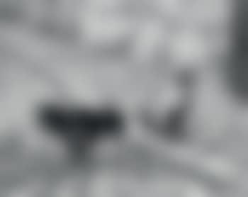 Combat de coqs, Budapest (Racvaros), Hongrie, 19 février (preview)