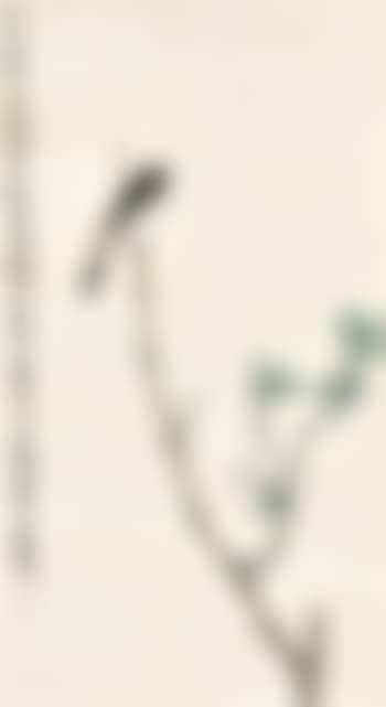 Bird on Branch (preview)
