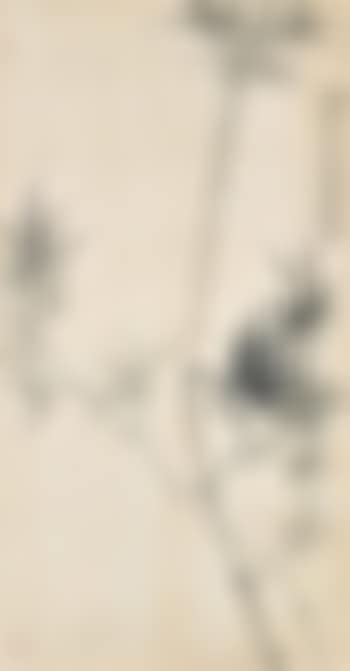 Bamboo (preview)