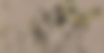 Sunflowers (preview)