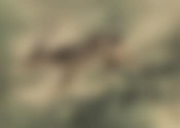 Deer (preview)