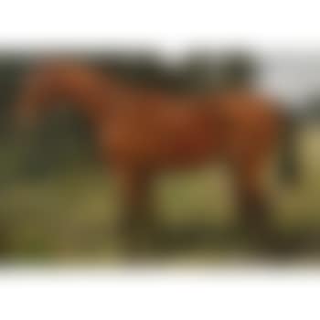 Fernard, prize winning show hunter (preview)