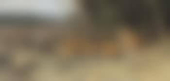 Two stalking tigers (preview)