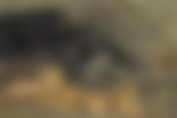 A Lioness and her cubs (preview)