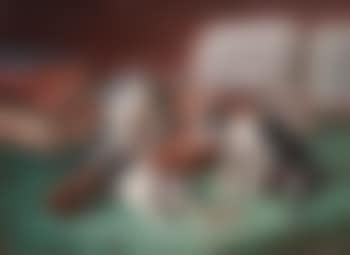 Kätzchen und Violine (preview)