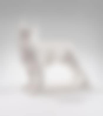 Petit Boston-terrier (preview)
