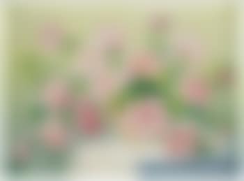 Pivoines roses (preview)