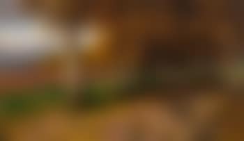 Herbstliche Platanenallee im Schlosspark von Alcsuth/Ungarn (preview)