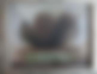 Buisson (preview)