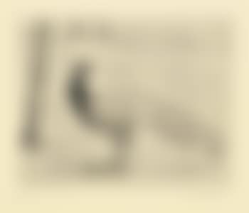 Untitled (Peacock) (preview)