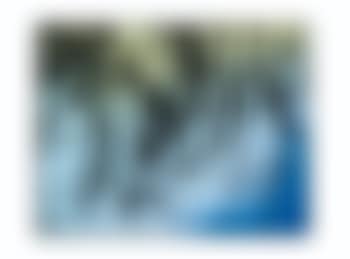 T1981-K2 (preview)