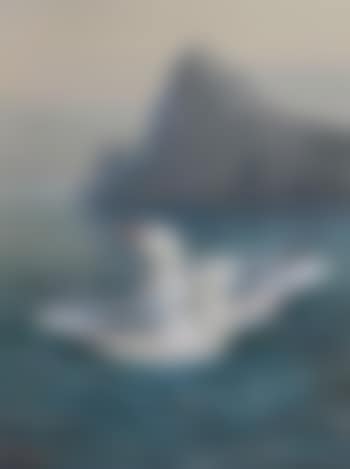 Red billed gull & black -  billed gull (preview)