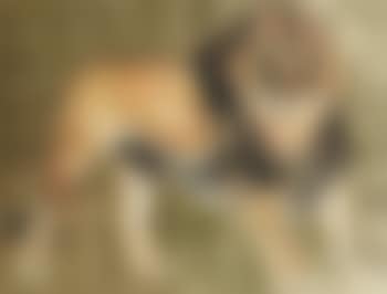 Lion (preview)