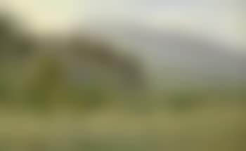 Sommerlandschaft in Südfrankreich mit blühendem Mohn (preview)