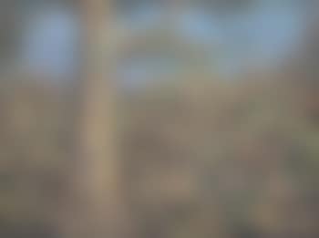 Taman Satwa (Wildlife Park) (preview)