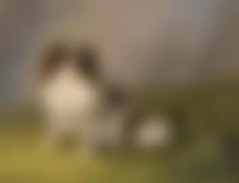 Portrait Of A King Charles Spaniel In A Landscape (preview)